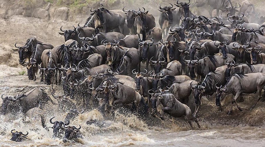 The Best 5-Days Serengeti Migration Safari Tour