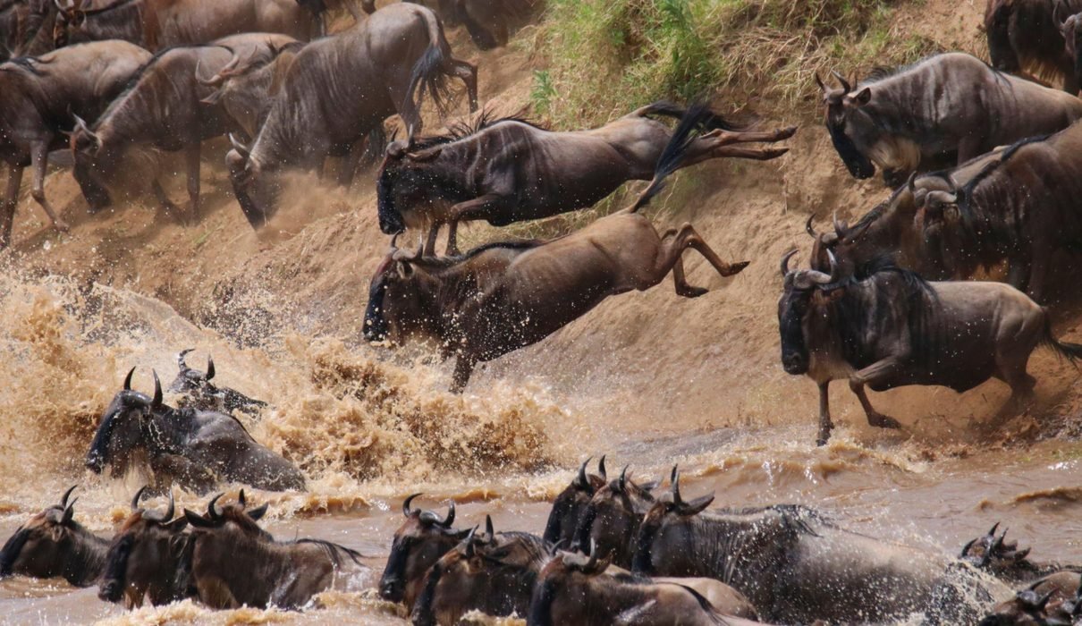 Top Safari Experiences in Africa for 2027 Adventurers