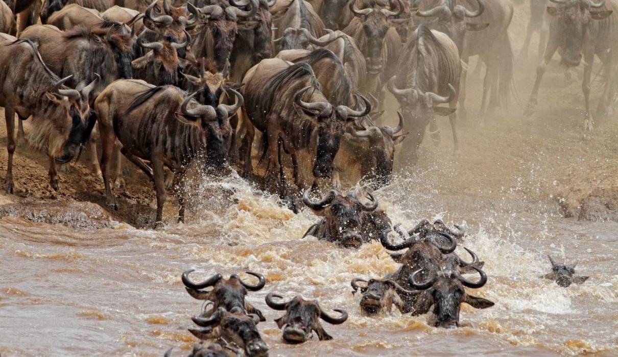 Witness the Epic Wildebeest Migration in Tanzania 2027