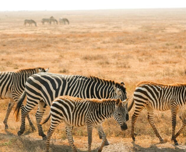 Tanzania Safari Cost Guide 2027: What a Safari Really Costs
