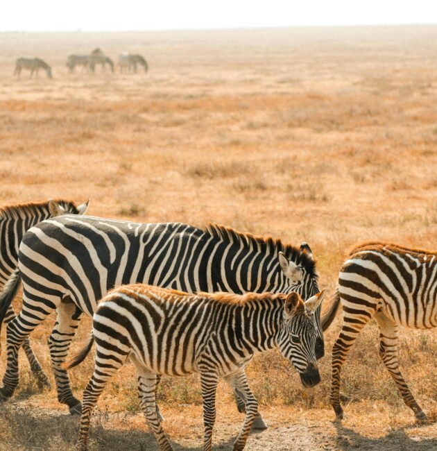 Tanzania Safari Cost Guide 2027: What a Safari Really Costs