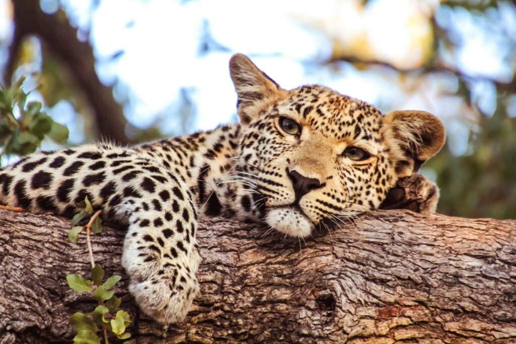 Tanzania Safari Packages 2027: Best Private Safari Itineraries and Prices Tanzania Safari Packages 2027: Best Private Safari Itineraries and Prices