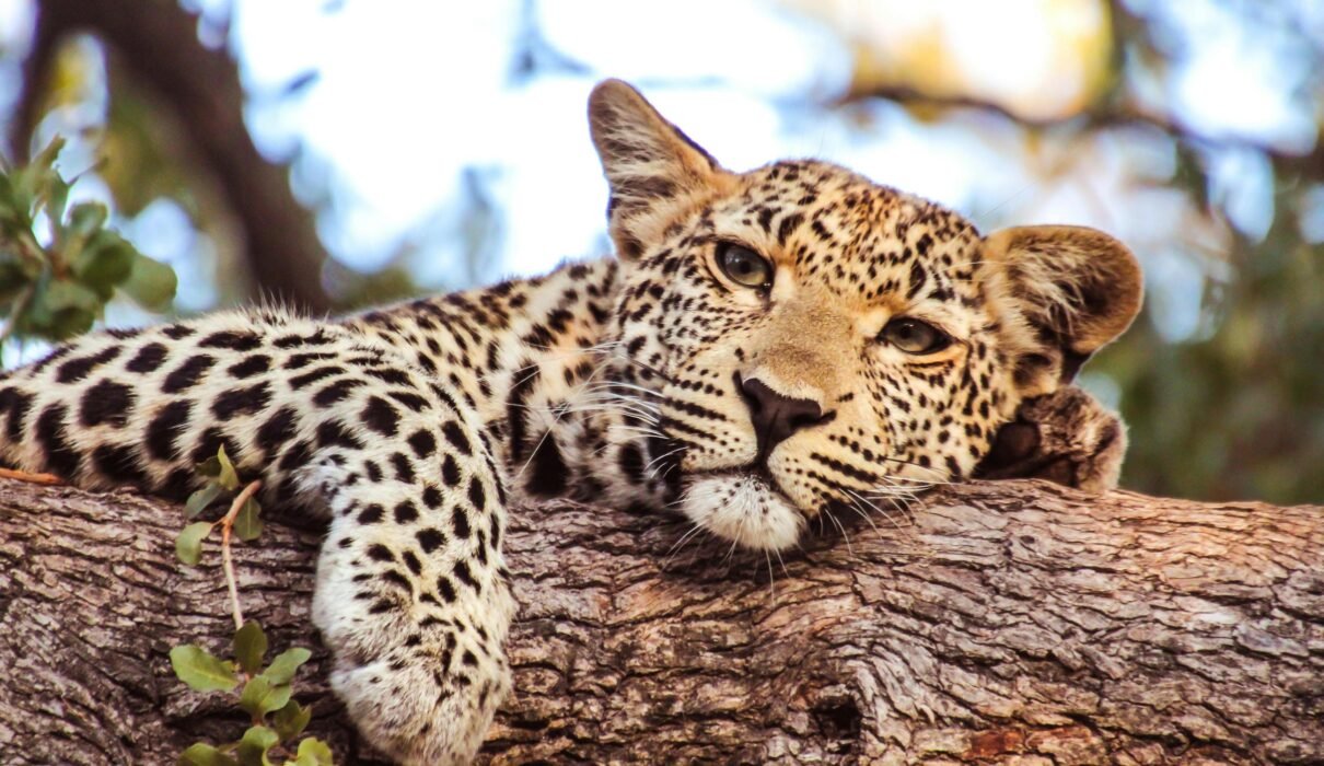 Tanzania Safari Packages 2027: Best Private Safari Itineraries and Prices