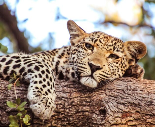 Tanzania Safari Packages 2027: Best Private Safari Itineraries and Prices