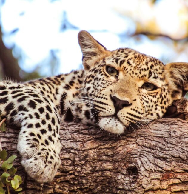 Tanzania Safari Packages 2027: Best Private Safari Itineraries and Prices