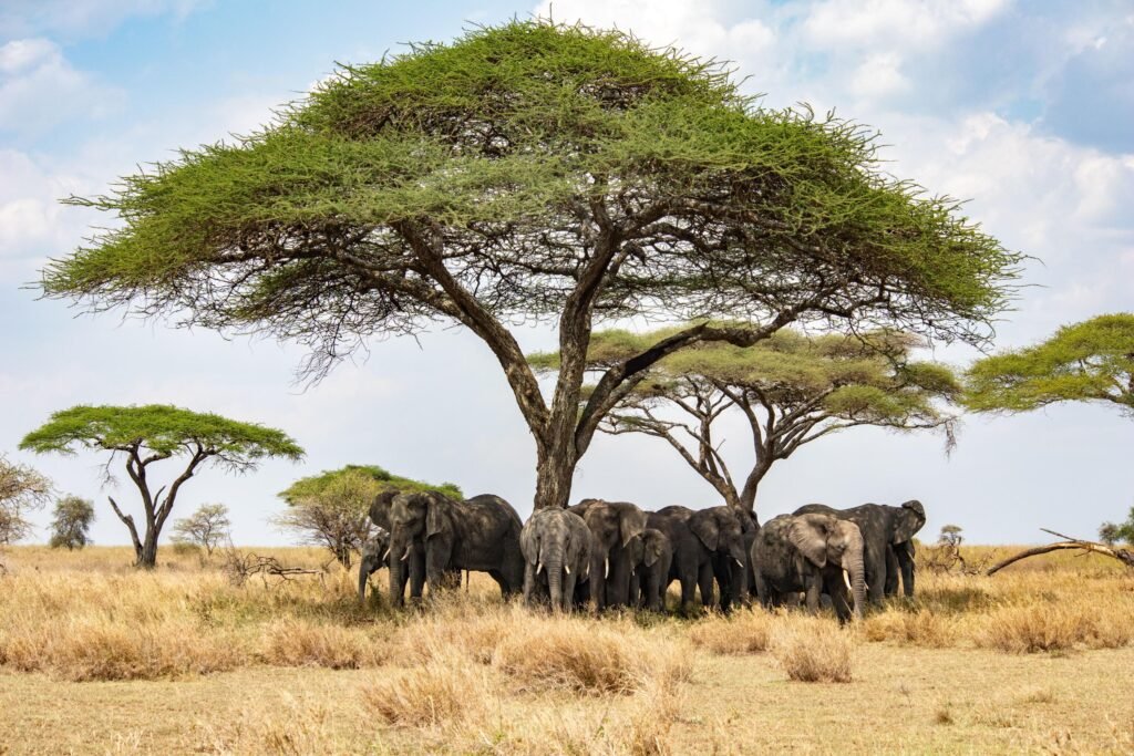 Tanzania Safari Packages 2027: Best Private Safari Itineraries and Prices Tanzania Safari Packages 2027: Best Private Safari Itineraries and Prices