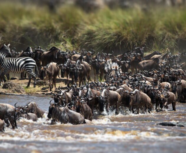 Great Migration Safari 2027