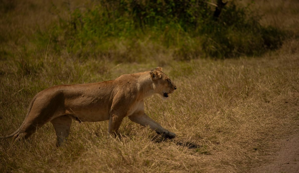 The Best 6-Day Budget Camping Safari in Tanzania 2027/2028/2029: Complete Itinerary and Travel Guide