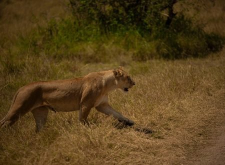 The Best 6-Day Budget Camping Safari in Tanzania 2027/2028/2029: Complete Itinerary and Travel Guide