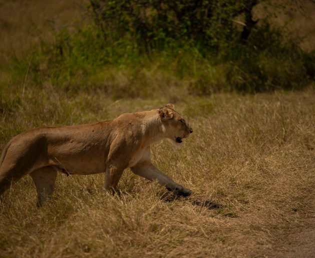 The Best 6-Day Budget Camping Safari in Tanzania 2027/2028/2029: Complete Itinerary and Travel Guide