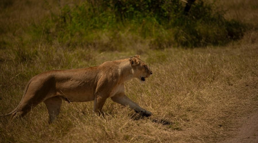 The Best 6-Day Budget Camping Safari in Tanzania 2027/2028/2029: Complete Itinerary and Travel Guide