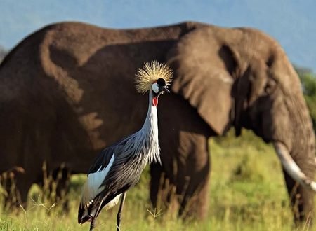 10 Best African Safari Parks and Destinations to Explore in 2027 & 2028