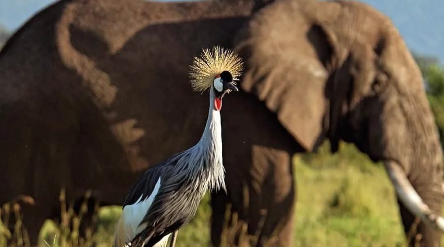 10 Best African Safari Parks and Destinations to Explore in 2027 & 2028