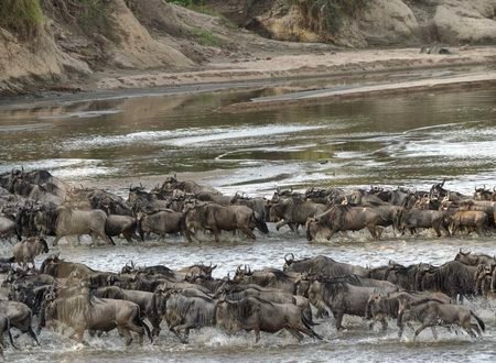 Western Serengeti Wildlife Safaris & the Grumeti River Adventure: Complete Guide for 2027 and 2028
