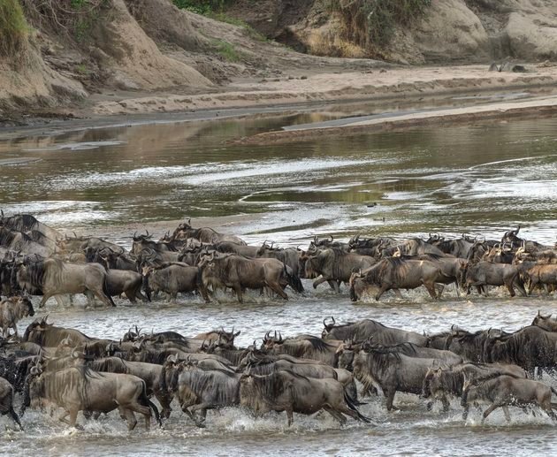 Western Serengeti Wildlife Safaris & the Grumeti River Adventure: Complete Guide for 2027 and 2028