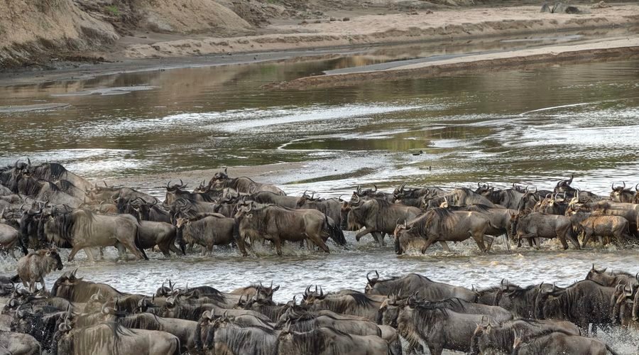 Western Serengeti Wildlife Safaris & the Grumeti River Adventure: Complete Guide for 2027 and 2028
