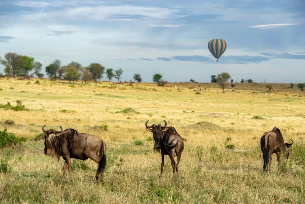 The Best 7-Day Serengeti Balloon Safari in Tanzania – Ultimate Wildlife Adventure 2027/2028/2029