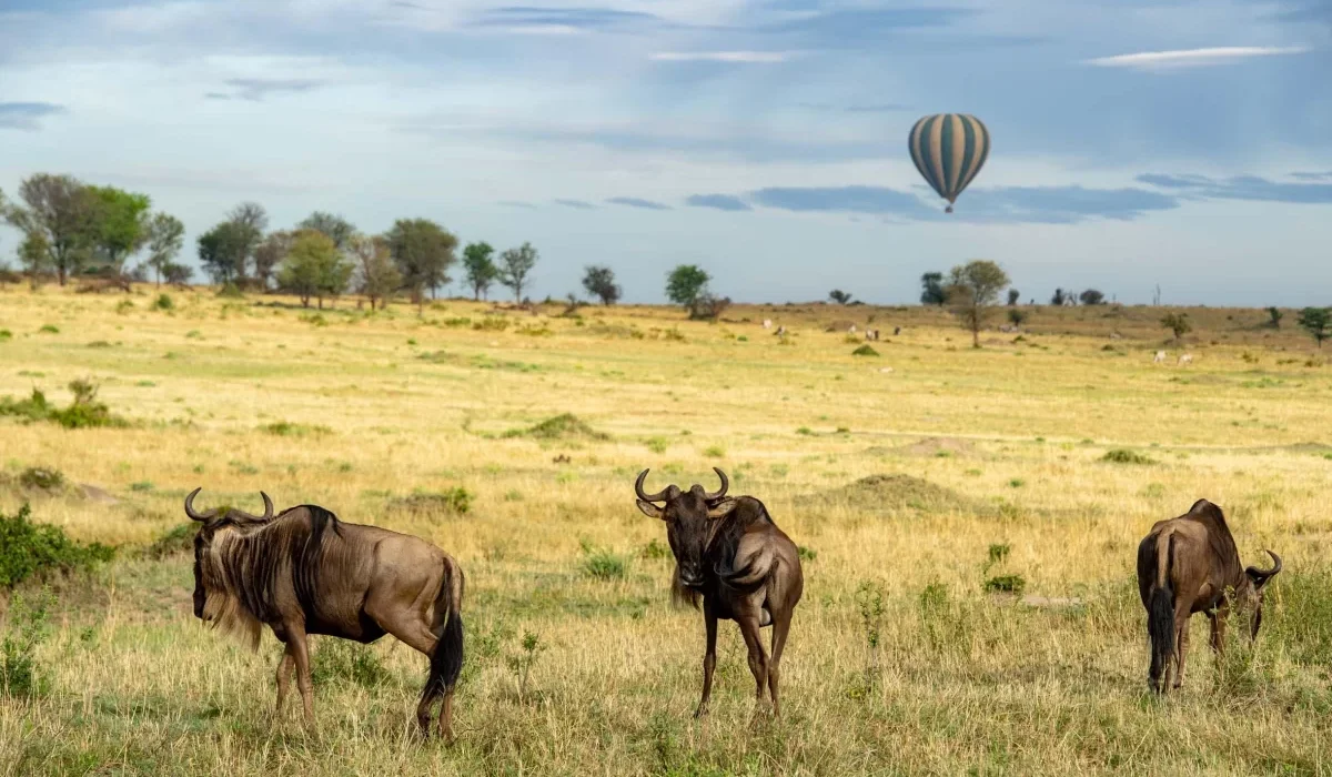 The Best 7-Day Serengeti Balloon Safari in Tanzania – Ultimate Wildlife Adventure 2027/2028/2029