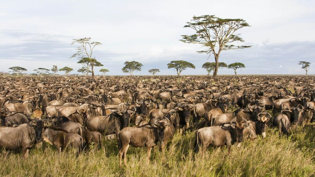 All You Need to Know to Plan an Epic Serengeti Safari in Tanzania: The Complete 2027–2029 Guide