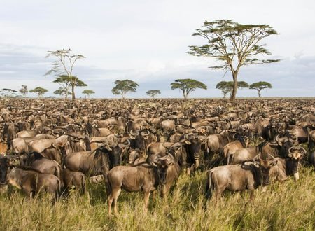 All You Need to Know to Plan an Epic Serengeti Safari in Tanzania: The Complete 2027–2029 Guide
