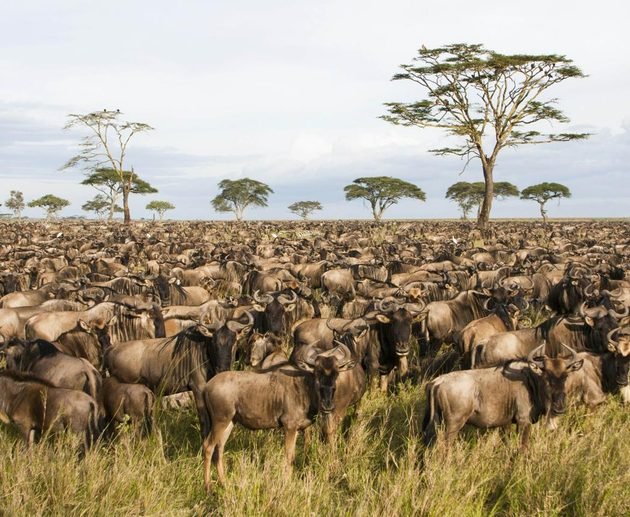 All You Need to Know to Plan an Epic Serengeti Safari in Tanzania: The Complete 2027–2029 Guide