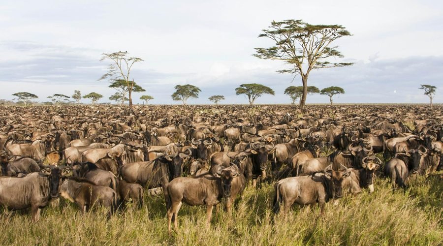 All You Need to Know to Plan an Epic Serengeti Safari in Tanzania: The Complete 2027–2029 Guide