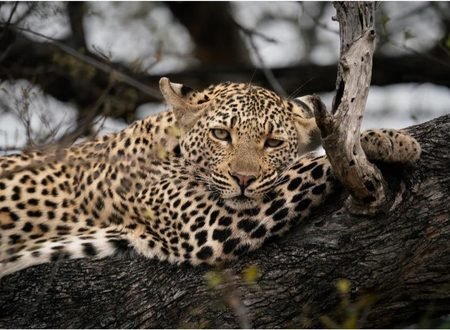 Best 3-Day Budget Camping Safari in Tanzania 2027/2028 – Tarangire, Ngorongoro Crater & Lake Manyara