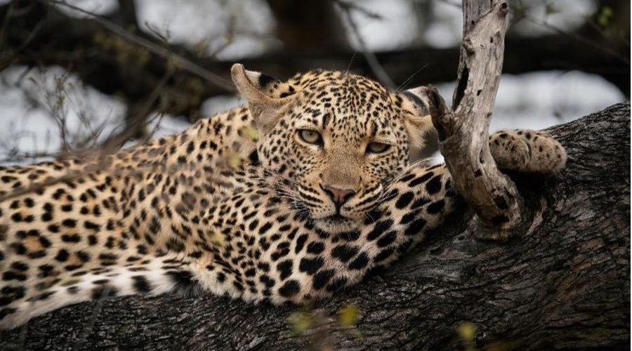Best 3-Day Budget Camping Safari in Tanzania 2027/2028 – Tarangire, Ngorongoro Crater & Lake Manyara