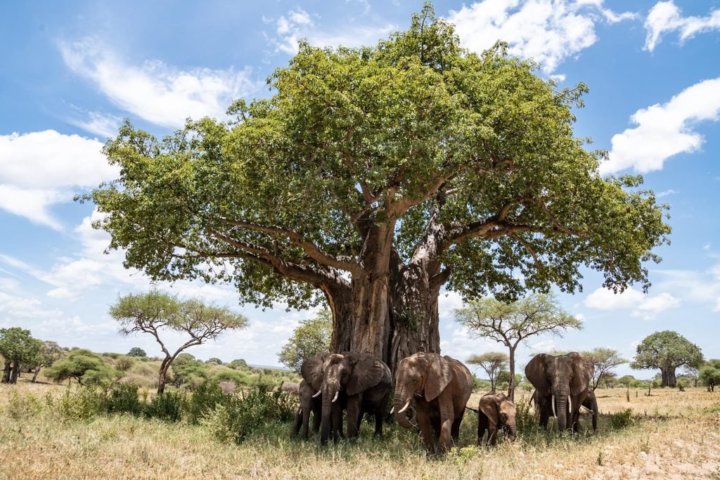 10 Best African Safari Parks and Destinations to Explore in 2027 & 2028