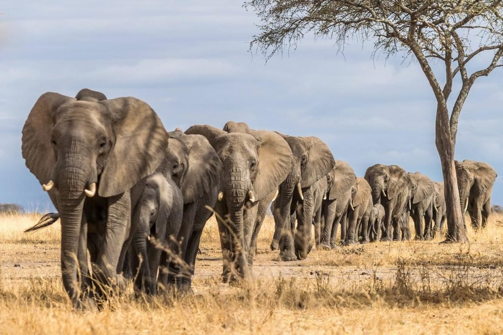 10 Things You Need to Know About a Tanzania Safari