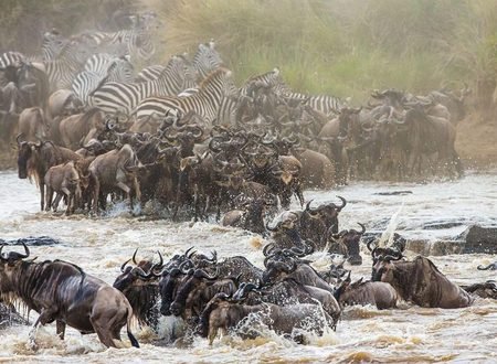 10 Reasons to Go on an African Safari in 2027: Why Tanzania Should Be on Your Travel List