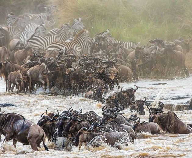 10 Reasons to Go on an African Safari in 2027: Why Tanzania Should Be on Your Travel List