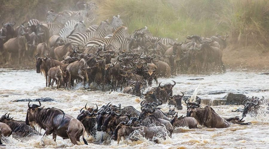 10 Reasons to Go on an African Safari in 2027: Why Tanzania Should Be on Your Travel List