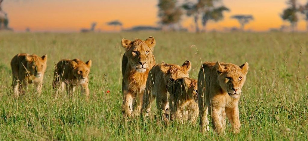 The Best 7-Day Northern Circuit Safari in Tanzania 2027/2028/2029: Complete Wildlife Safari Itinerary