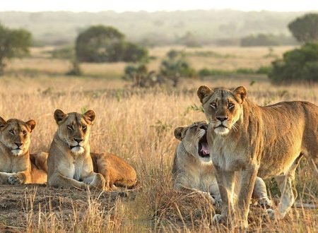 10 Things You Need to Know About a Tanzania Safari